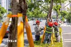Công nhân chằng chống cây cối nhằm ứng phó với bão Bavi tại Chiết Giang, Trung Quốc ngày 9/7/2026. (Ảnh: THX/TTXVN phát)