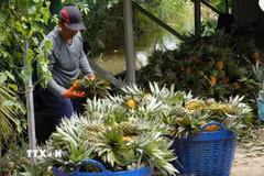 Nông dân xã Tân Phước 3, tỉnh Đồng Tháp thu hoạch dứa. (Ảnh: Công Trí/TTXVN)