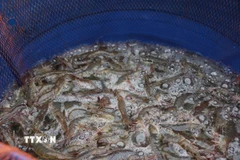 (Ảnh: Huỳnh Sử/TTXVN)