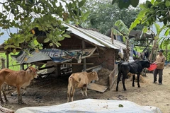 Nhiều hộ dân tại xã Hòa Thịnh nỗ lực tái đàn gia súc sau mưa lũ. (Ảnh: Tường Quân/TTXVN)