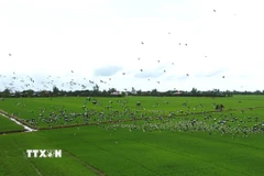 Đàn cò ốc quý hiếm với số lượng hàng nghìn con xuất hiện trên cánh đồng lúa thuộc xã Gáo Giồng, huyện Cao Lãnh. (Ảnh: Nhựt An/TTXVN)