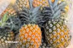 Việc ăn dứa có thể giúp tăng cường miễn dịch, giảm nguy cơ ung thư và hỗ trợ phục hồi sau phẫu thuật. (Nguồn: Vietnam+)