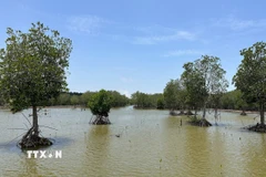 Khu vực rừng ngập mặn được phục hồi tại xã Vĩnh Hậu, tỉnh Cà Mau. (Ảnh: Hoàng Liên Sơn/TTXVN)