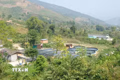 Từ vài hộ nuôi ban đầu, hàng chục trang trại cá tầm đã hình thành tại các vùng suối nước tự chảy trên địa bàn xã Đam Rông 4. (Ảnh: Nguyễn Dũng/TTXVN)