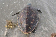 Cá thể Đồi mồi bị mắc lưới trôi dạt vào bãi biển đã được Ban quản lý Vườn Quốc gia Côn Đảo và Công ty TNHH Côn Đảo Resort thả về môi trường sống tự nhiên trên biển. (Ảnh: TTXVN phát)