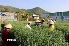 Tỉa nụ cho các chậu cúc đại đóa tại làng hoa Láng Lớn, xã Kim Long, Thành phố Hồ Chí Minh. (Ảnh: Hoàng Nhị/TTXVN)