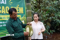 Chiến dịch cao điểm “30 ngày đêm” số hóa, chuẩn hóa, cập nhật và kết nối dữ liệu mã số vùng trồng, cơ sở đóng gói sầu riêng tại Đắk Lắk diễn ra từ ngày 7/8-7/9/2026. (Ảnh: TTXVN phát)