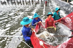 Giá tôm cao hơn từ 30-50% so với cùng kỳ năm 2025, người nuôi có lãi gần 100.000 đồng/1kg. (Nguồn: TTXVN phát)