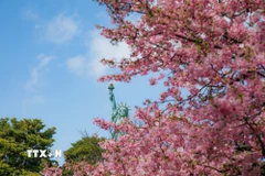 Những chùm hoa hồng rực rỡ ở Tokyo. (Ảnh: Xuân Giao/TTXVN)
