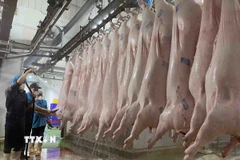 (Ảnh minh họa: Vũ Sinh/TTXVN)