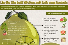 Lần đầu tiên bưởi Việt Nam xuất khẩu sang Australia