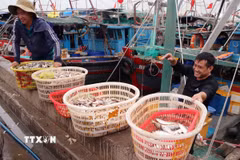 Tàu cá cập cảng cá Ngọc Hải, phường Đồ Sơn, thành phố Hải Phòng. (Ảnh: Hoàng Ngọc/TTXVN)