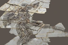 Các hóa thạch Anchiornis có niên đại 160 triệu năm tuổi. (Nguồn: Đại học Tel Aviv)