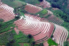 Ruộng bậc thang tại xã Xím Vàng, huyện Bắc Yên, tỉnh Sơn La. (Ảnh: Quang Quyết/TTXVN)