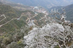 Băng giá xuất hiện tại các đỉnh Trống Páo Sang, Khau Phạ và Kháu Nha thuộc xã La Pán Tẩn; đỉnh Lùng Cúng thuộc xã Nậm Có (huyện Mù Cang Chải, Yên Bái). (Nguồn: TTXVN phát)