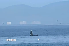 Ban Quản lý Vịnh Nha Trang cũng đề nghị các đơn vị tăng cường tuyên truyền nâng cao nhận thức cho cộng đồng, khách du lịch và người điều khiển phương tiện về trách nhiệm bảo vệ loài cá voi và động vật biển hoang dã. (Ảnh: TTXVN phát)