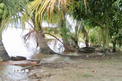 Vườn dừa của người dân ven sông Hậu xã Mỹ Hòa Hưng, tỉnh An Giang bị ngập nước do triều cường. (Ảnh: Thanh Sang/TTXVN)