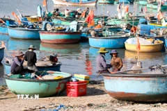 Nhiều ngư dân xã Tiến Thành (Lâm Đồng) đưa thuyền thúng lên bờ, tạm dừng ra khơi để thực hiện quyền công dân đi bầu cử. (Ảnh: Nguyễn Thanh/TTXVN)