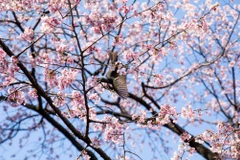 Năm nay, hoa anh đào tại Tokyo nở sớm hơn mức trung bình nhiều năm và sớm hơn 5 ngày so với năm ngoái. (Ảnh: Xuân Giao/TTXVN)