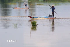Thời điểm này, nhiều cánh đồng ở Cần Thơ bước vào mùa ngập lũ. Mặc dù mới đầu mùa, nước ngập chưa lớn nhưng không khí mùa lũ đang rộn ràng trên các cánh đồng với giăng lưới, đặt dớn, đẩy côn, bắt ốc… tấp nập cả ngày lẫn đêm. Mùa cá tôm trĩu lưới đang bắt đầu tại các cánh đồng ở xã Vị Thanh 1, xã Vị Thủy, xã Tân Hòa, xã Trường Long Tây… của thành phố Cần Thơ. (Ảnh: Duy Khương/TTXVN)