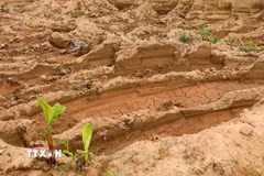 Hàng nghìn mét khối đất tại cánh đồng thôn Phương Trù, xã Châu Ninh (Hưng Yên) bị đào, múc trộm. (Ảnh: Thế Duyệt/TTXVN)