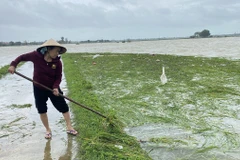 (Ảnh minh họa: Tường Quân/TTXVN)