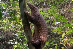 Ảnh minh họa. (Nguồn: CTV/TTXVN phát)