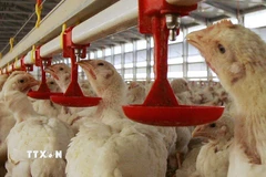 Gia cầm được nuôi tại trang trại. (Nguồn: AFP/TTXVN)