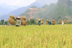 (Ảnh minh họa: Nguyễn Oanh/TTXVN)