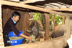 Không chỉ thực hiện tốt nhiệm vụ chính trị, anh Sùng A Mùa tích cực phát triển kinh tế gia đình, mỗi năm thu nhập hơn 100 triệu đồng. (Ảnh: Đinh Thùy/TTXVN)