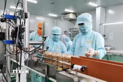 Đóng gói nhân điều xuất khẩu tại Công ty LAFOOCO. (Ảnh: Minh Hưng/TTXVN)