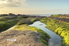 Những tảng đá được rêu phủ xanh. (Nguồn: TTXVN phát)