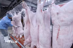 Làm sạch sản phẩm thịt lợn trên dây chuyền chế biến, đảm bảo an toàn vệ sinh thú y. (Ảnh: Vũ Sinh/TTXVN)