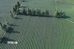 Diện tích trồng chè tập trung tại xã Bình Thuận, tỉnh Sơn La. (Ảnh: Quang Quyết/TTXVN)