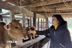 Các địa phương ở tỉnh Cao Bằng đã chủ động triển khai công tác tuyên truyền, hướng dẫn người dân che chắn chuồng trại, dự trữ thức ăn cho đàn vật nuôi. (Ảnh: Chu Hiệu/TTXVN)