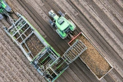 Thu hoạch khoai tây ở Hà Lan. (Nguồn: Getty Images)