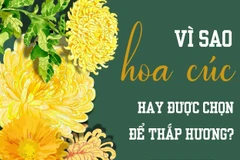 Vì sao hoa cúc vàng hay được chọn để thắp hương? 