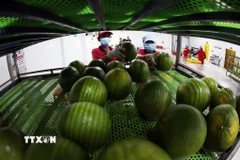 Sản phẩm bưởi da xanh sau khi rửa sạch sẽ được bảo quản khô trước khi đóng gói xuất khẩu. (Ảnh: Vũ Sinh/TTXVN)