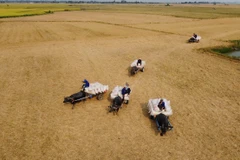Cánh đồng lúa Đông Xuân ở xã biên giới Thường Phước 1, huyện Hồng Ngự, tỉnh Đồng Tháp đang vào mùa thu hoạch. Đây cũng là lúc hoạt động kéo lúa bằng xe trâu trở nên nhộn nhịp, tạo nên bức tranh sinh động của ngày mùa. Mỗi xe trâu có thể kéo trung bình 15 bao lúa/chuyến và kéo nhiều chuyến trong ngày. (Ảnh: Nhựt An/TTXVN)