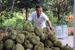 Thu hoạch sầu riêng ở xã Long Tiên, huyện Cai Lậy (Tiền Giang). (Ảnh: Minh Trí/TTXVN)