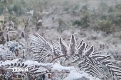 Băng giá phủ trắng cây cỏ Y Tý. (Ảnh minh họa: Hương Thu/TTXVN)