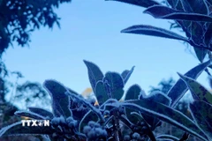 Băng giá phủ trắng cây cỏ ở Y Tý (Lào Cai). (Ảnh: Hương Thu/TTXVN)