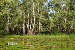 Rừng tràm ngập nước tại Vườn Quốc gia Tràm Chim. (Ảnh: Nhựt An/TTXVN)