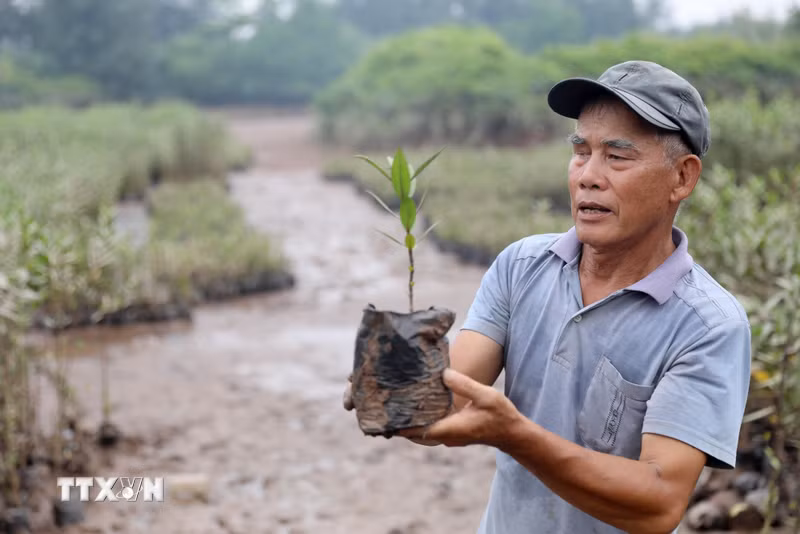 Hưng Yên: Người thương binh hơn 40 năm gieo màu xanh nơi đầu sóng