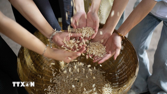 Những hạt cốm gạo ở Cồn Sơn giúp du khách như được trở về tuổi thơ. (Ảnh: Thanh Liêm/TTXVN) ttxvn-con-son-10-nam-lan-toa-net-dep-van-hoa-mien-tay-8192241-3.jpg