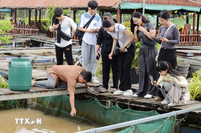 Du khách xem cá mang rổ săn mồi tại bè cá Bảy Bon ở Cồn Sơn. (Ảnh: Thanh Liêm/TTXVN) ttxvn-con-son-10-nam-lan-toa-net-dep-van-hoa-mien-tay-8192241-1.jpg