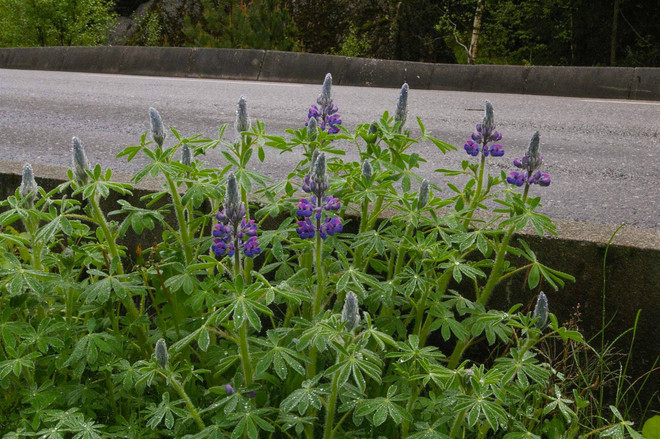 lupinusnootkatensis-oddvarpedersen-ccby40.jpg