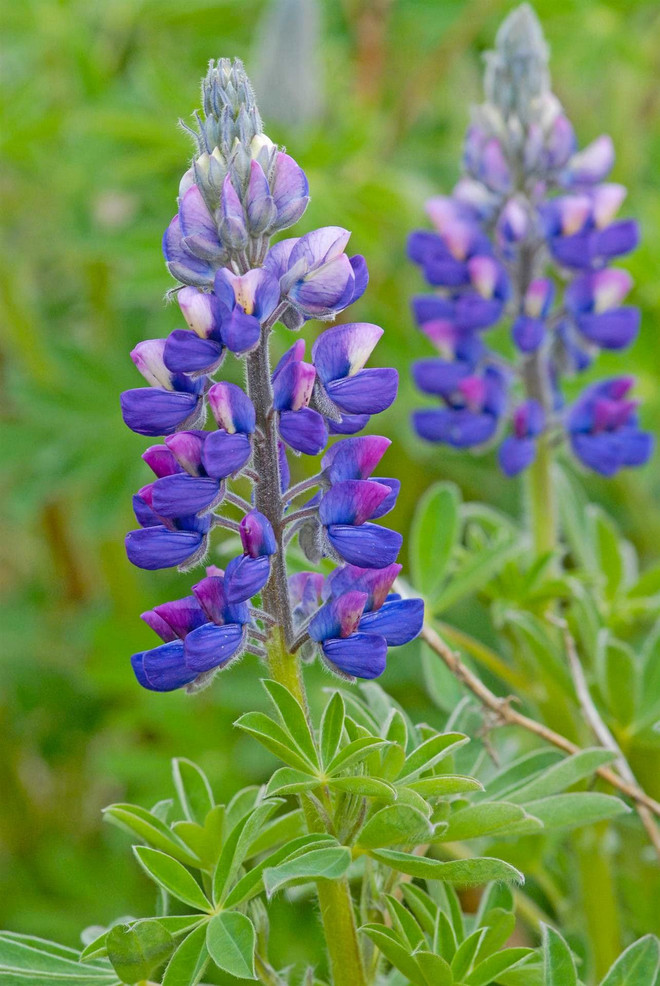 lupinusnootkatensis-elifremstad-ccby40.jpg