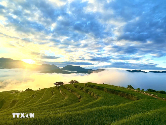 ttxvn-mua-vang-thong-nguyen-ruong-bac-thang-5.jpg