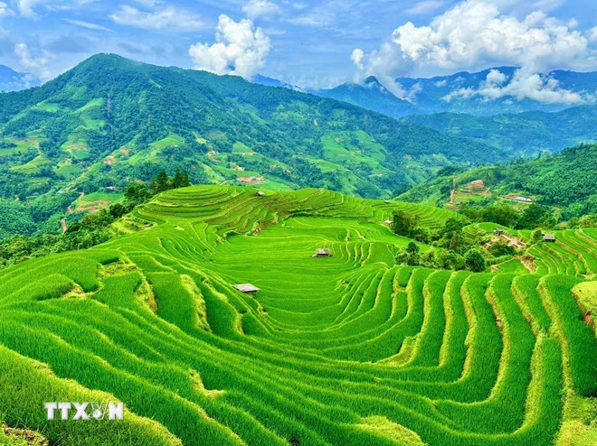 ttxvn-mua-vang-thong-nguyen-ruong-bac-thang-1.jpg